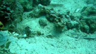 preview picture of video 'Giant Nudibranch at coral garden,samal island PH'