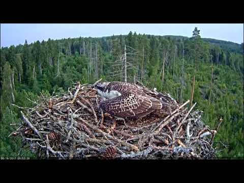 I'm here! / Estonian Osprey nest