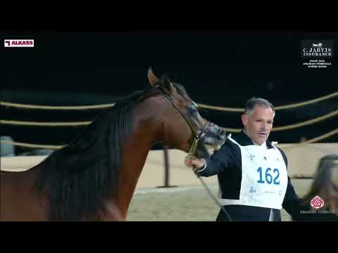 N 162 ASAYEL RASHIQ   KIAHF 2024   Arabian Peninsula Horse Show   Stallions 7+ Years Old Class 11 12