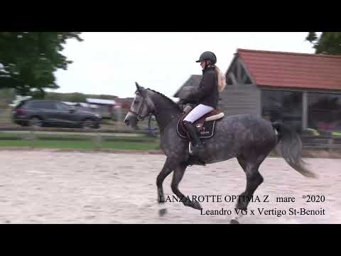 Lanzarote Optima    z