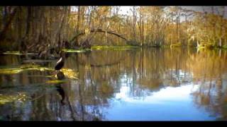 preview picture of video 'Alligators & Birds | Florida's Silver River (watch in HD)'