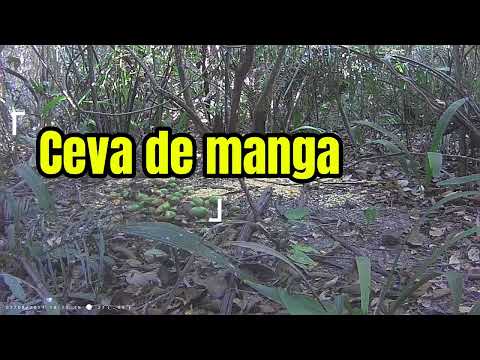 Bicharada na ceva de manga em 2 dias