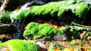 Quellen und Brunnen in der Pfalz - Und lustig sprudelt die Quelle im Wald - Naturfilm