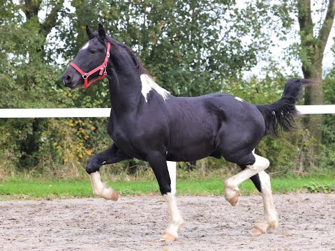 Stal Okkema's Kodi - stallion - 2020