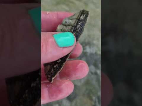 Chiton marine mollusk Playa del Carmen Mexico tidal pool life #tropical #caribbean #nature #explore
