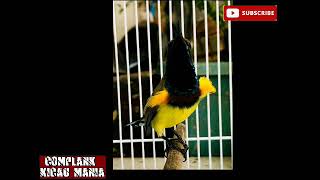 Download lagu suara mp3 Pikat burung sogon paling AMPUH..!!! PIKAT SOGON ANTI ZONG..!!! mp3