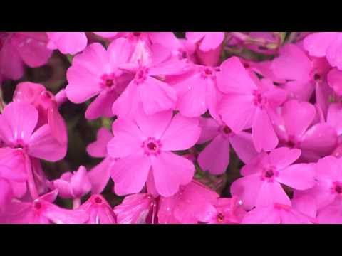 市貝町芝ざくら公園