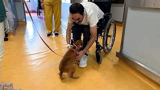 Un hospital de Portugal permite la visita de mascotas en las salas