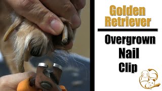 Overgrown Dog Nail Clip | Golden Retriever Grooming