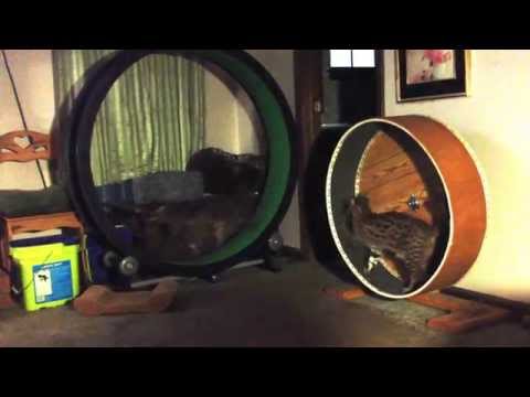 Lightnin and Rascal - dueling wheels