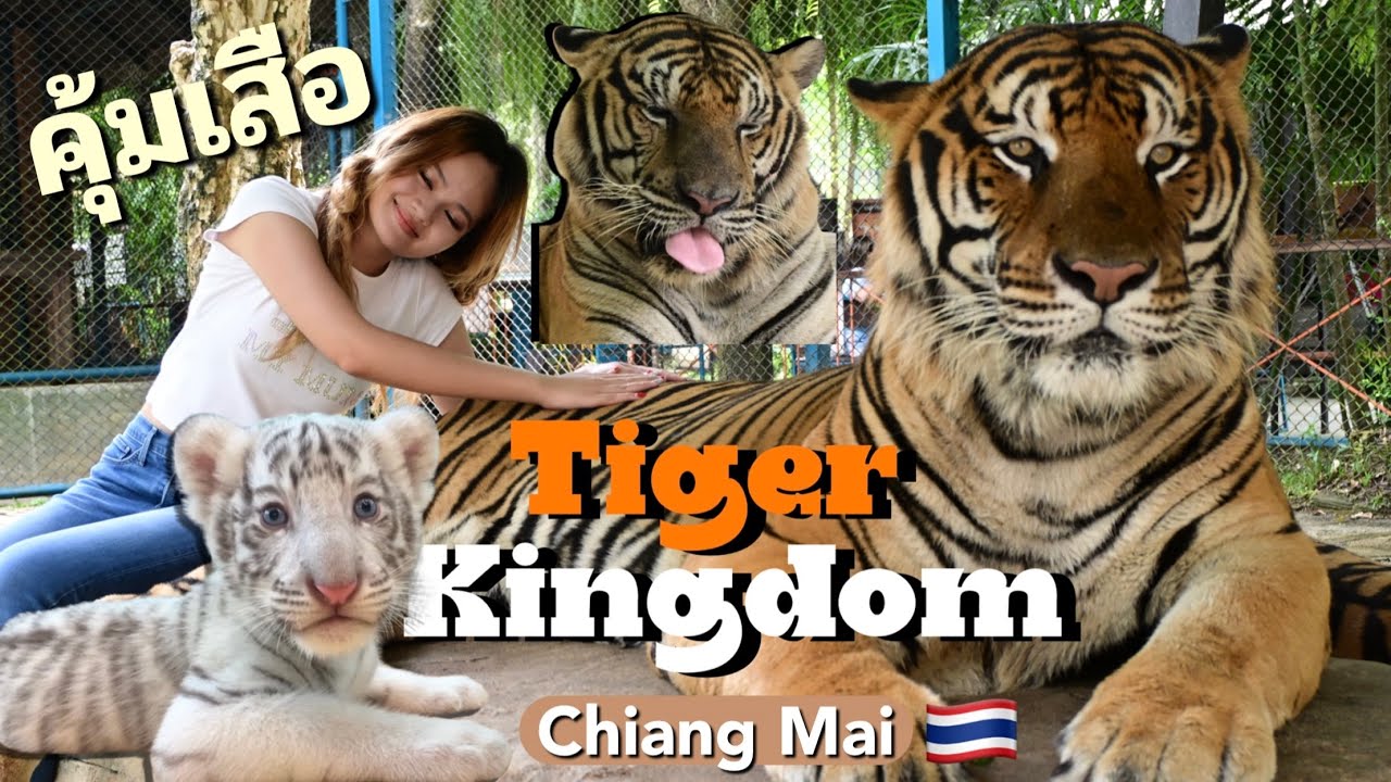 ไทเกอร์คิงดอม แม่ริม