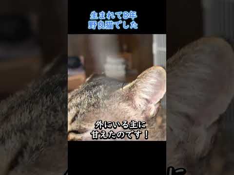 元野良猫のツンデレがかわいい #初老夫婦とねこ