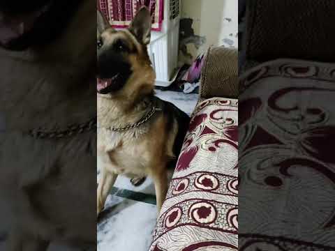 Germany shepherd - Sufi..