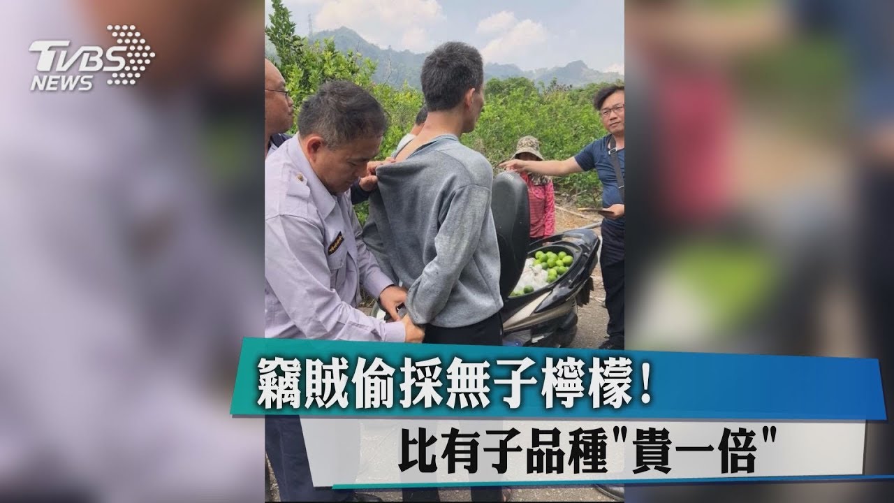 竊賊偷採無子檸檬! 比有子品種「貴一倍」