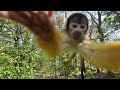 Thieving Squirrel Monkey Tries To Steal My Camera