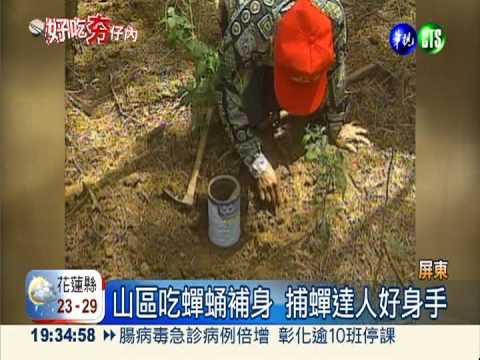 蟲蟲美食! "蟬蛹"料理養顏美容