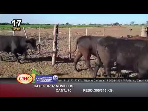 Lote 70 Novillos en Ceres, Santa Fe