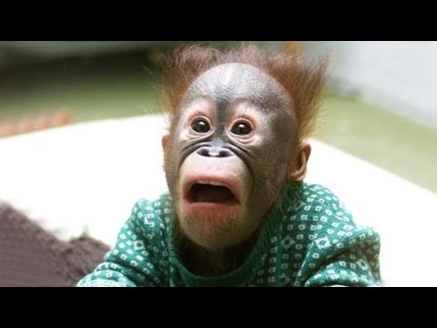 The Funniest Monkey Videos That Will Make You Laugh Hard