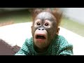 The Funniest Monkey Videos That Will Make You Laugh Hard