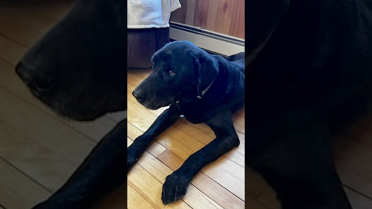 Enlarge  Bailey, an adopted Labrador Retriever in Walpole, NH video 5/5