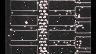 neutrophil fMLP wide