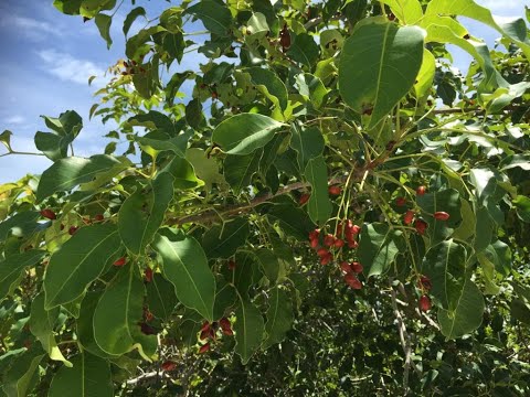 EXPAT FRIENDS RETIRING IN MEXICO AVOID THIS TOXIC CHECHEN TREE CHELEM CHUBURNA YUCATAN BEACH PART 1