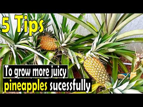5 Secrets to grow more big and juicy Pineapples  from the Top/Crown