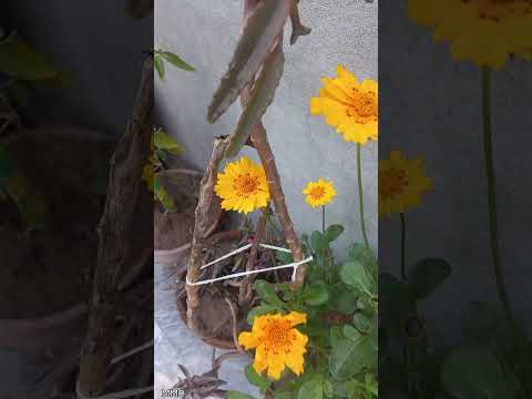 Flowers #muneebmubarikofficial #gardening #viralvideo #viralshort #plantslover #foryou #yellowflower