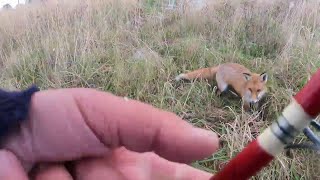 Fishing with a FOX! Part 3