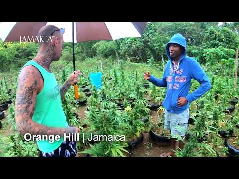 Orange Hill | Jamaica TV