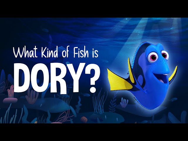 What Kind of Fish is Dory? 