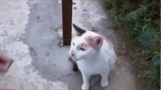 preview picture of video '侯硐貓村 Hou Tong the Cat Village in Tapei, Taiwan'