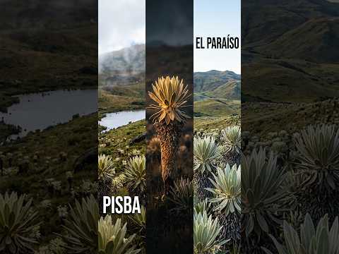 El paramo de Pisba.