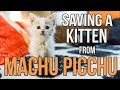 Saving Munay, the Machu Picchu kitten
