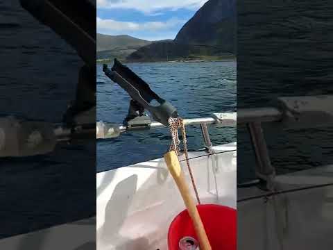 2022 Seehecht Angeln Norwegen Gursken/Larsnes