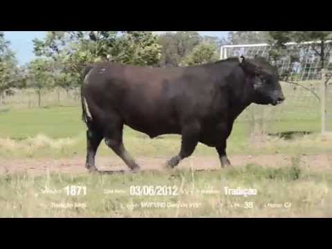 14º Remate Só Angus - Tradição. Tat.: 1871