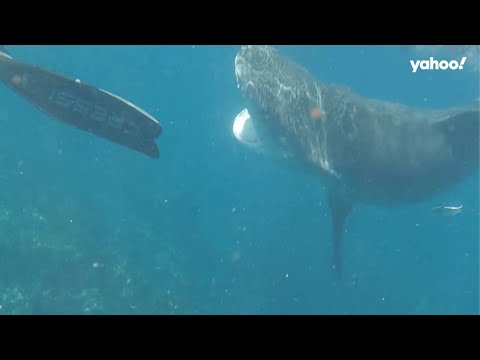 Moment woman pulled into deep water by tiger shark off Aussie coast | Yahoo Australia