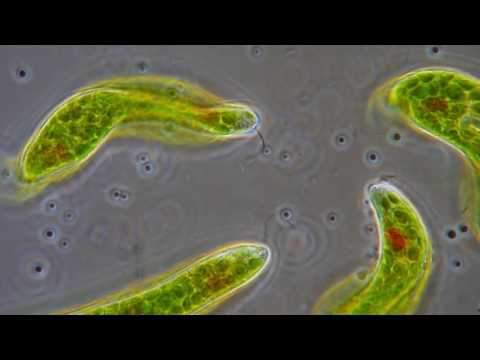 09   Movimento flagelar de Euglena sp