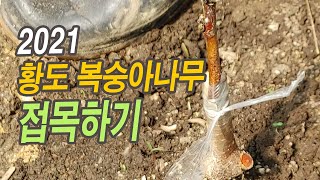2021 복숭아 접붙이기, 황도 복숭아 접목(깍기접)