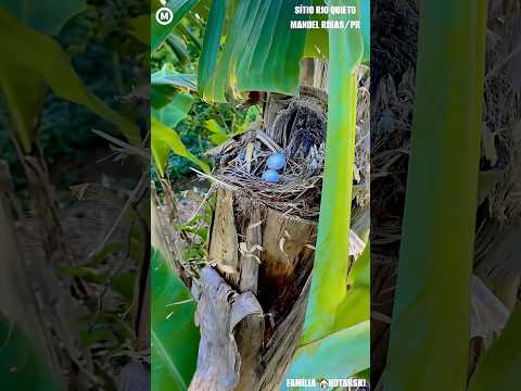 #Canto dos #Pássaros #Sítio #RioQuieto #ManoelRibas #Paraná #Natureza @destacar_ @MarkinhosMM