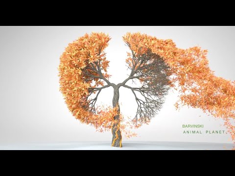 Barvinski - Animal Planet