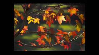 Kadr z teledysku Autumn Leaves (Les feuilles mortes) tekst piosenki Karrin Allyson