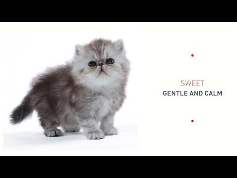 Royal canin persian adult cat food