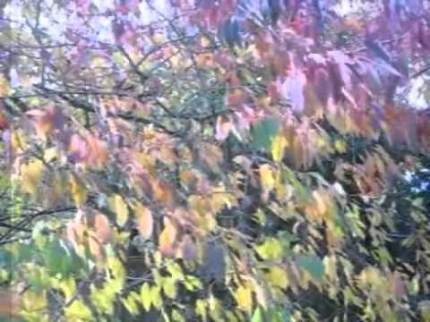 A Billion Words by Danielle Sainte-Marie