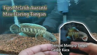 Download lagu Melatih Channa Auranti Flaring Tangan Sampai Mangap mp3