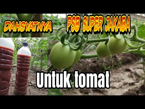 , title : 'Bakteri Photosintesis Dari Air Jakaba Di Aplikasikan Pada Tomat'