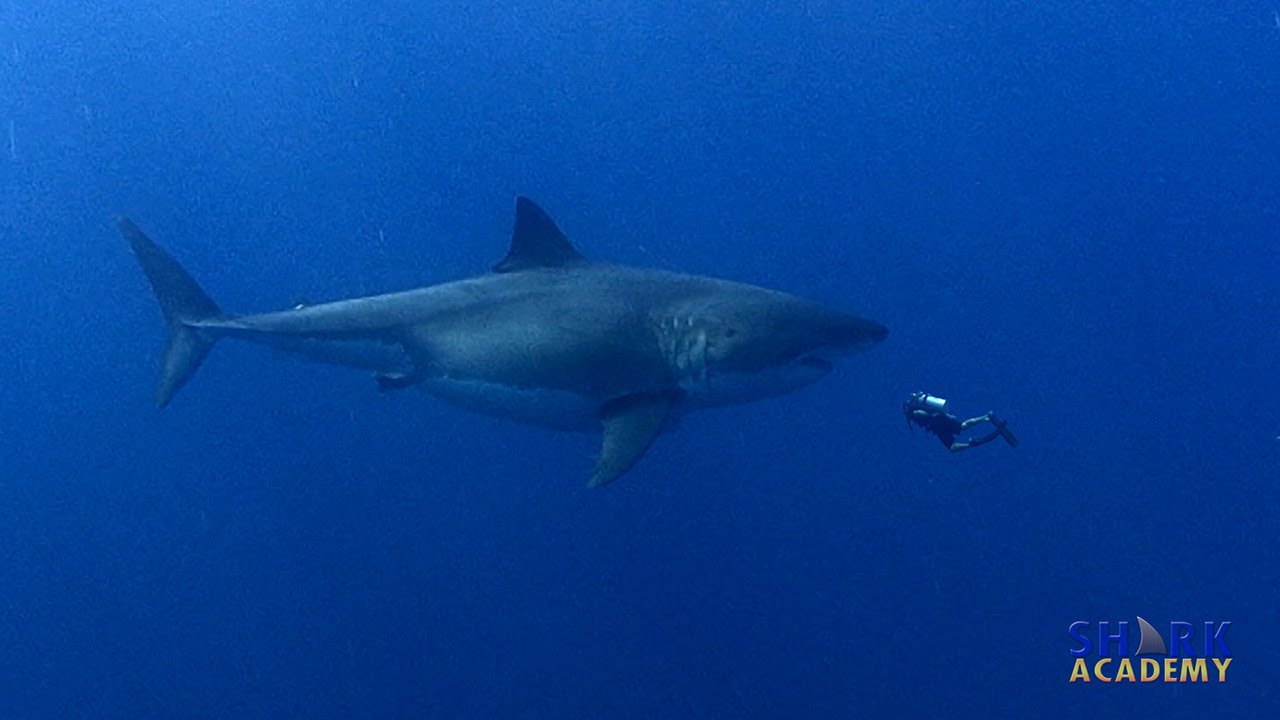 Megalodon Sharks | SHARK ACADEMY