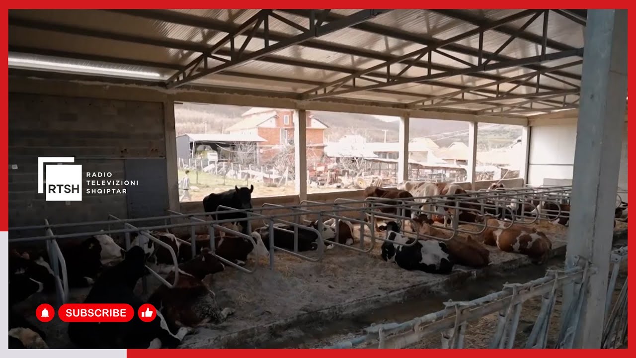 Subvencionet nxisin interesin, 450 blegtorë nga qarku Shkodër aplikojnë në skemat mbështetëse