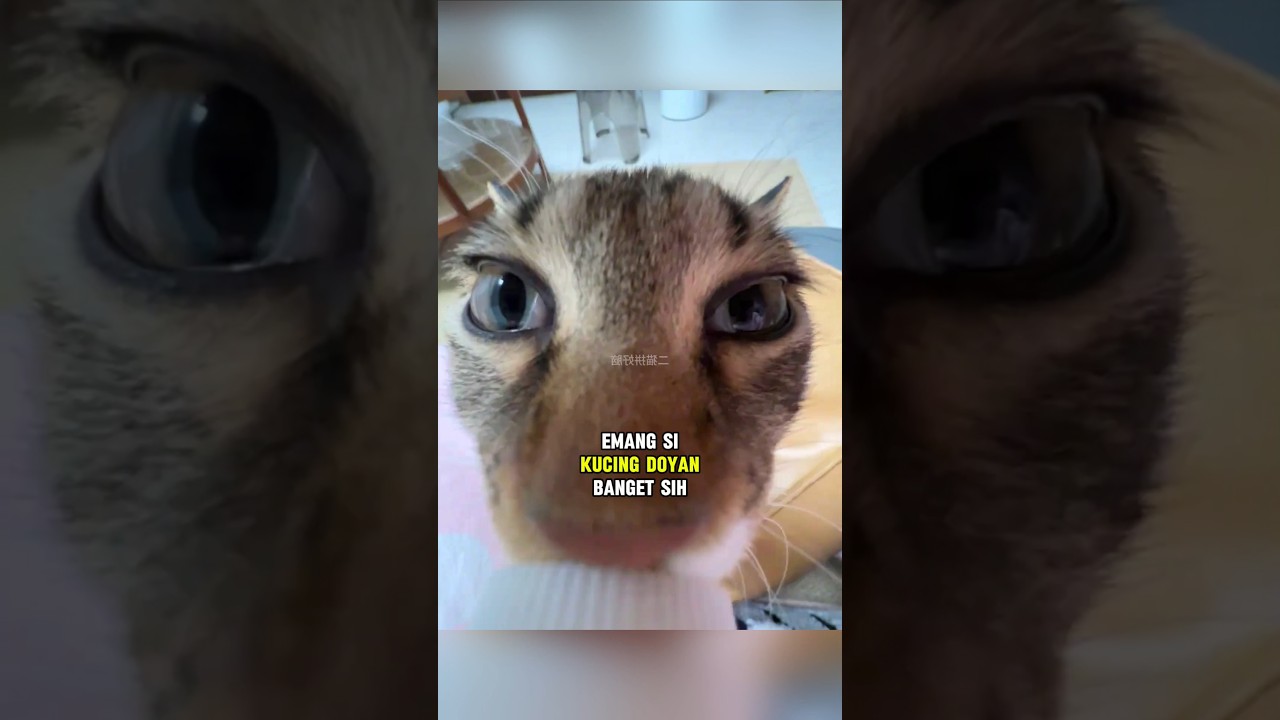 Kucing ini sangat senang saat sang pemilik membawakannya hal ini