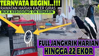 Download lagu BEGINI RAWATAN KACER GIRAS YANG KEMARIN, KACER BUKA KERODONG LANGSUNG ON BUKA EKOR mp3